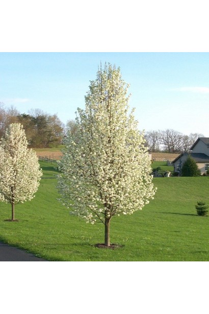 Груша Каллері Шантеклер